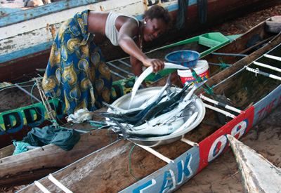 Westafrika, Sierra Leone: Schimpansen, Sklaven, Strandidylle - Fischerboote und der Fang des Tages