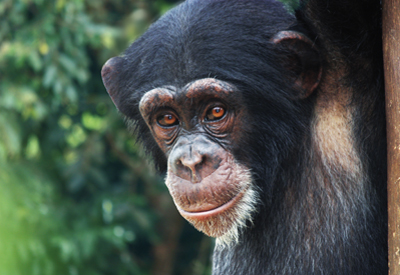 Westafrika, Sierra Leone: Schimpansen, Sklaven, Strandidylle - Ein Schimpanse